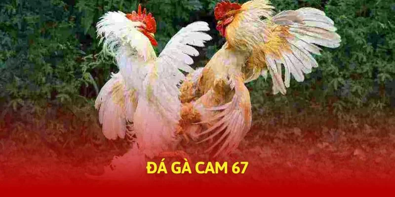 tructiep-daga-da-ga-cam-67-thumb