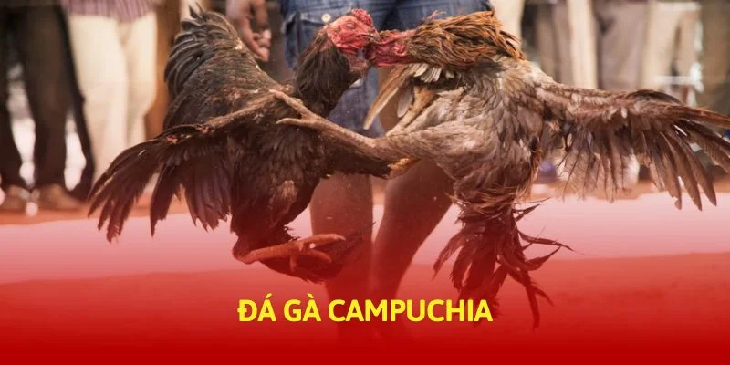 tructiep-daga-đá-gà-campuchia-banner