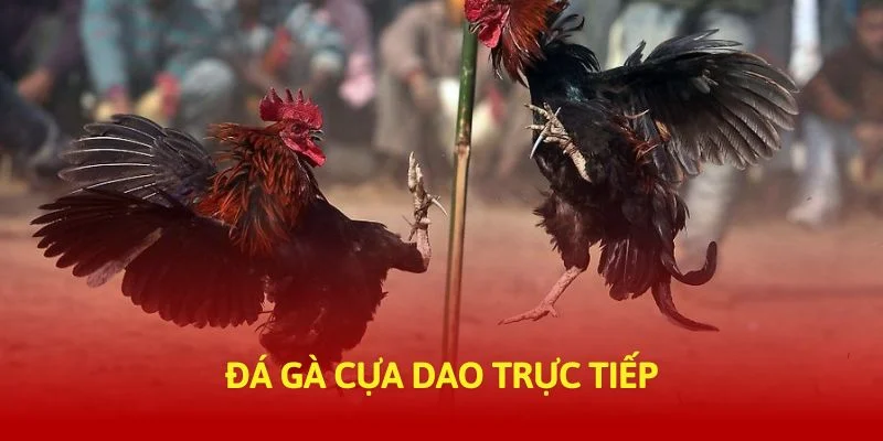 tructiep-daga-da-ga-cua-dao-truc-tiep-banner-img