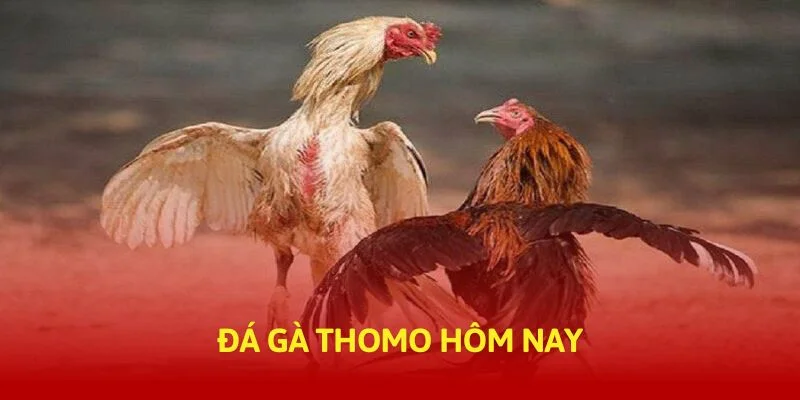 tructiep-daga-đá gà thomo hôm nay-banner