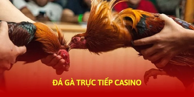 tructiep-daga-da-ga-truc-tiep-casino-thumb