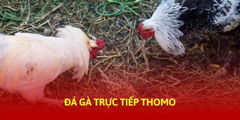 tructiep-daga-da-ga-truc-tiep-thomo-thumb