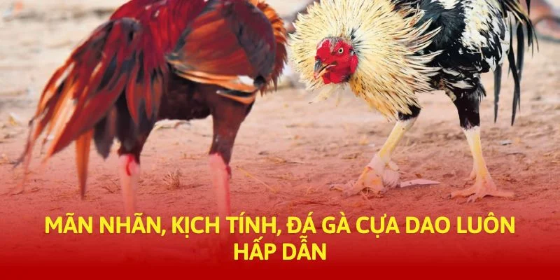 tructiep-daga-man-nhan-kich-tinh-da-ga-cua-dao-luon-hap-dan