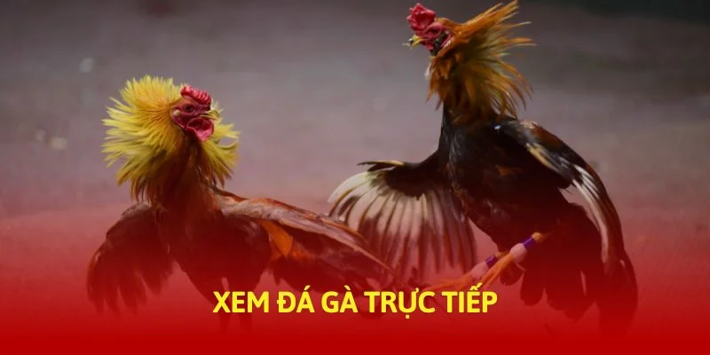 tructiep-daga-xem-da-ga-truc-tiep-banner-img