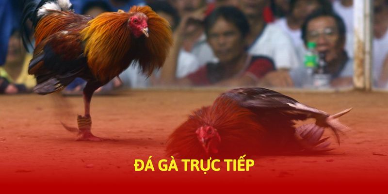 tructiepdaga-đá-gà-trực-tiếp-banner-img